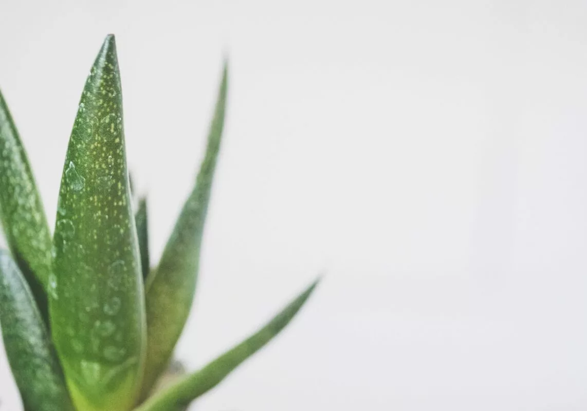 Natuurlijke remedies voor psoriasis