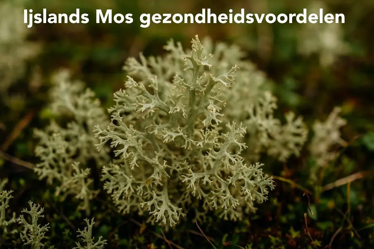 ijslands mos gezondheidvoordelen