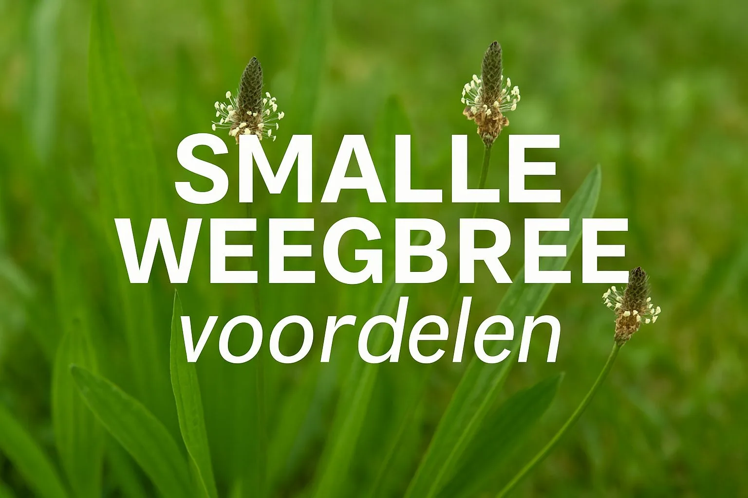smalle weegbree voordelen